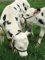 /ARSUserFiles/30123030/images/Holstein calves Penn State (Amy Duke) small.jpg